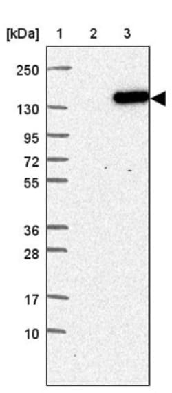 PLEKHM1 Antibody, Novus Biologicals:Antibodies:Primary Antibodies